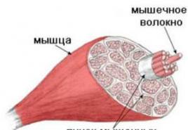 Строение и функции мышц человека