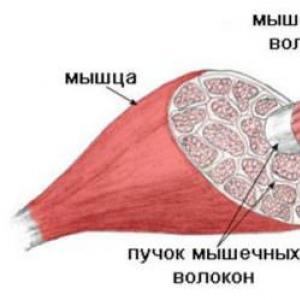 Строение и функции мышц человека