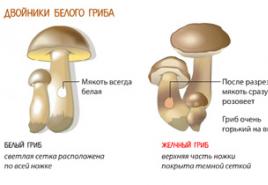 Typer och namn på svampar med bilder