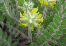 Astragalus μαλλί-άνθη - φαρμακευτικές ιδιότητες