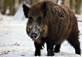 Álomértelmezés - Miért álmodik szokatlan színű és méretű vaddisznókról?