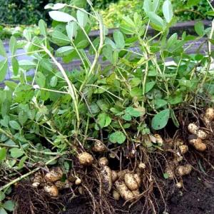 Erdnüsse in der Ernährung einer Frau Erdnuss-Abkochung gegen Husten