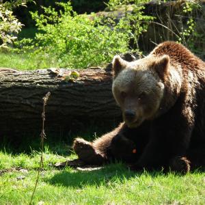 Vad betyder talesättet att dela huden på en odöd björn