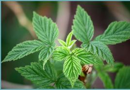 Φύλλα βατόμουρου - φαρμακευτικές ιδιότητες και αντενδείξεις