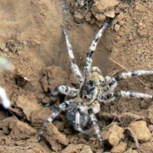 A szokatlan tarantula pók és fajai változatossága