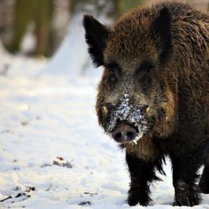 Álomértelmezés - Miért álmodik szokatlan színű és méretű vaddisznókról?