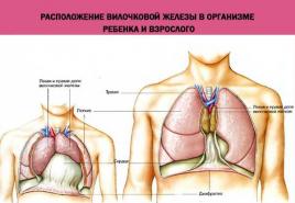 Thymus eller tymuskörtel: var den är belägen och vad den är ansvarig för, orsakerna till patologiska processer och typer av skador på ett viktigt organ i det endokrina systemet Ektopi av tymuskörteln i sköldkörteln