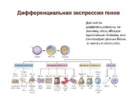 Differenciális génexpresszió a fejlődés során A differenciális génexpresszió fogalma